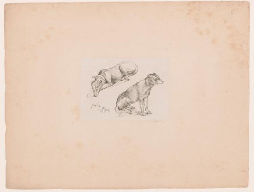 Two dogs
