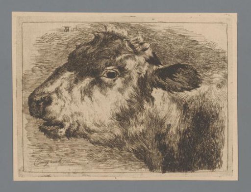 Calf's head