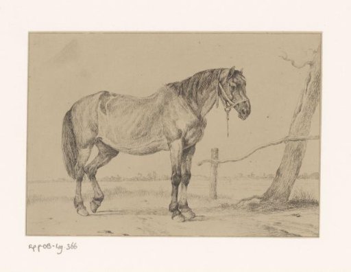 Horse with halter near a tree
