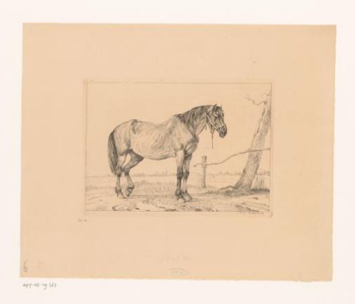 Horse with halter near a tree
