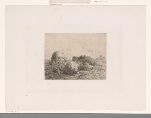 Goat, two sheep and a lamb in a meadow
