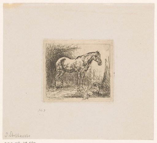 Horse And A Dog