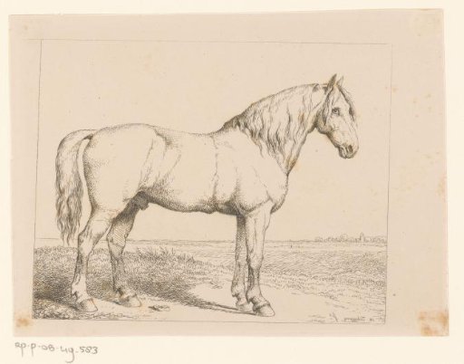 Standing horse in the meadow