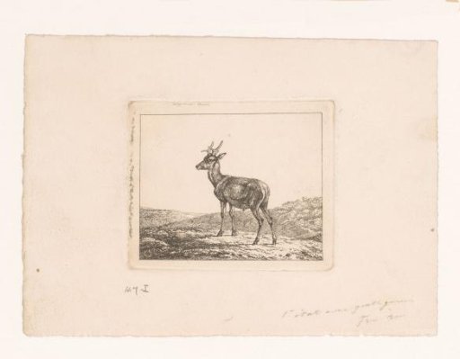 Stag