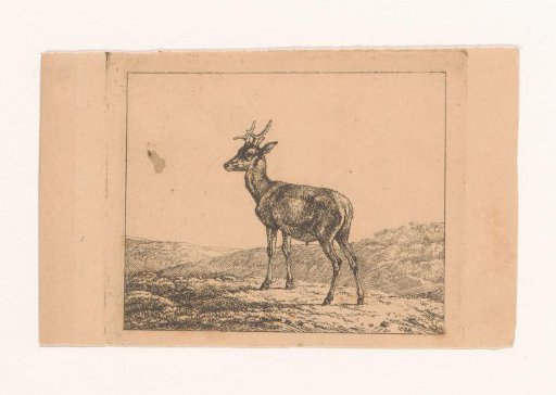 Stag