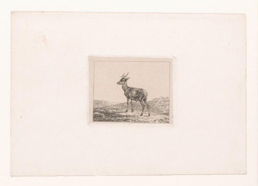 Stag