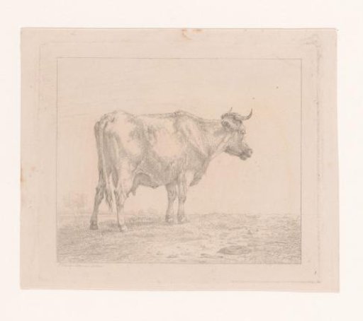 Cow in a Meadow
