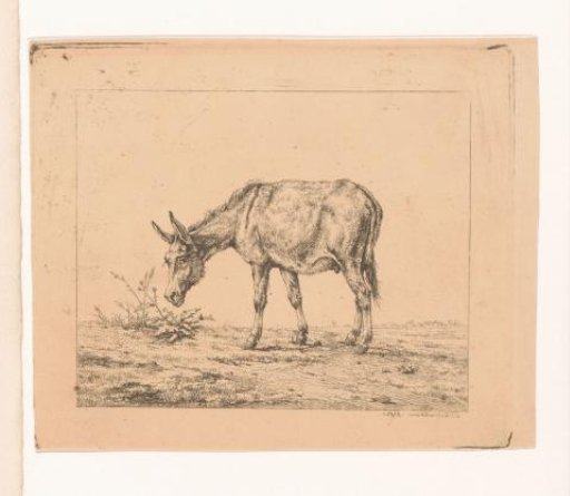 Donkey