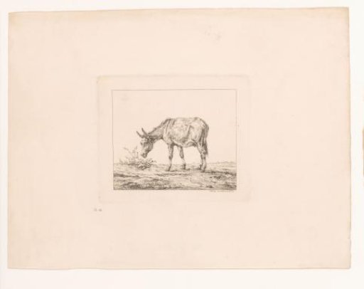 Donkey
