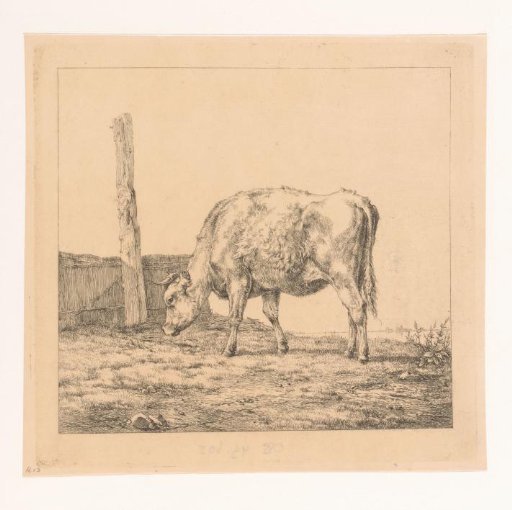 Young Cow