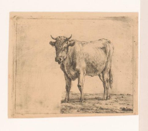 Standing Cow