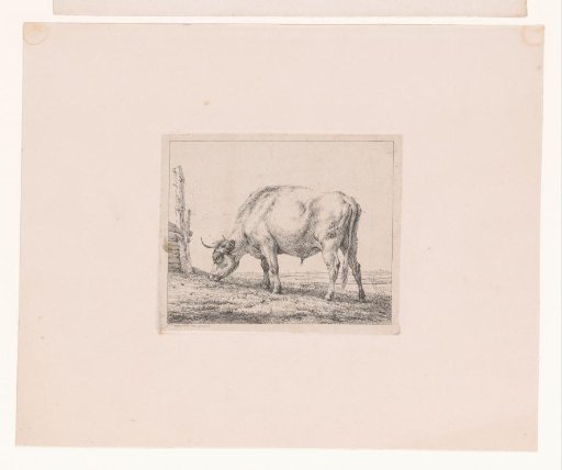 Grazing Cow