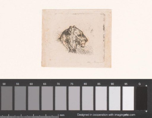 Head of a feline
