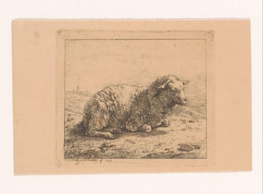 Sheep lying down