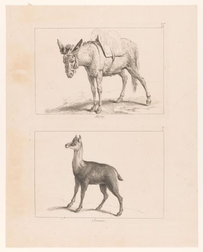 Sheet with two plates: mule and chamois