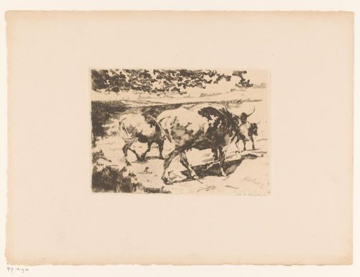 Cattle in the meadow