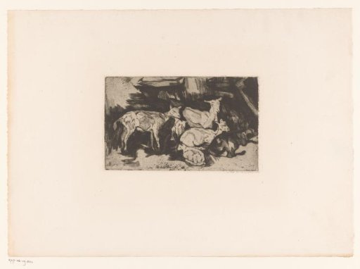 Herd of goats