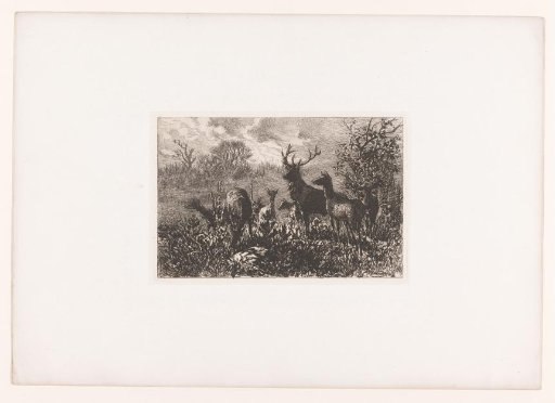 Group of deer in the open field