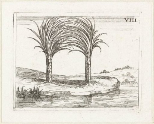 Two Palm Trees
