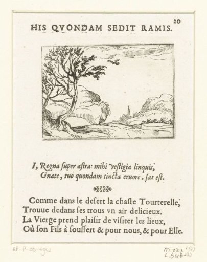 Dove in the Desert