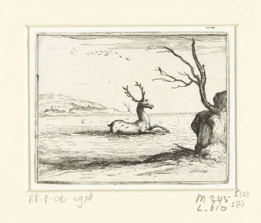 Stag Seeking Cool in the Water