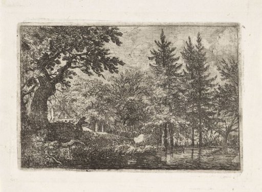 Wooded lake with conifers