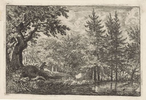 Wooded lake with conifers