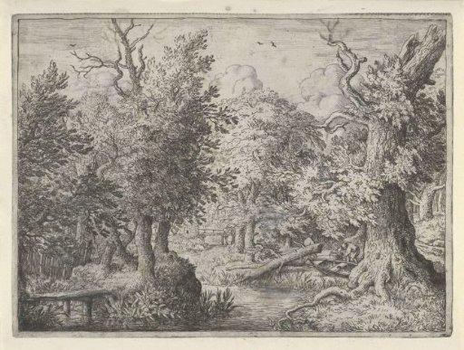 Brook in the forest