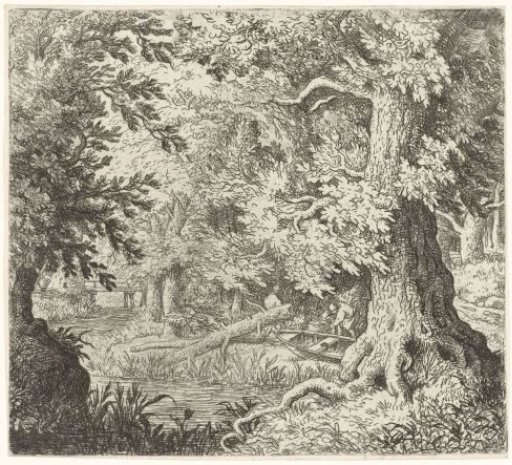 Brook in the forest