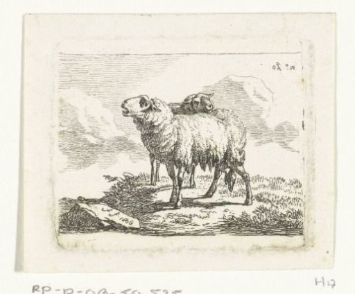 Two standing sheep