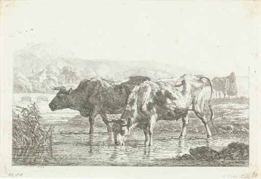 Two drinking cows