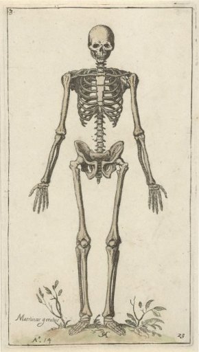 Male skeleton, seen from the front