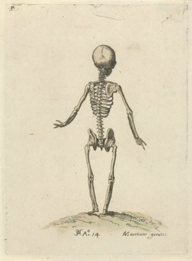 Skeleton, seen from the back