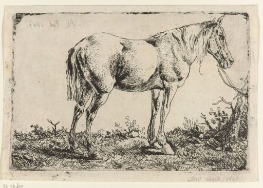 Horse at a tree