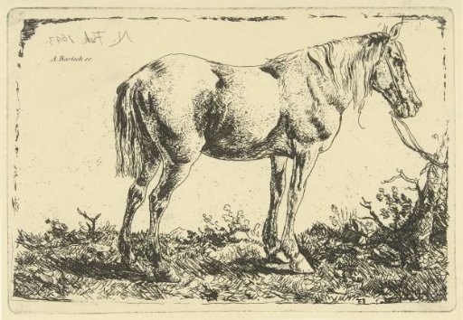 Horse at a tree