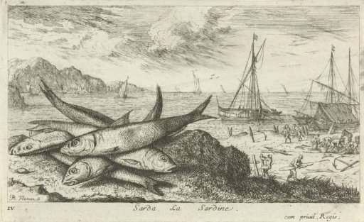 Sardines on the beach