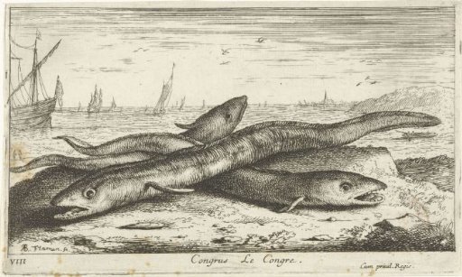 Three eels on the beach