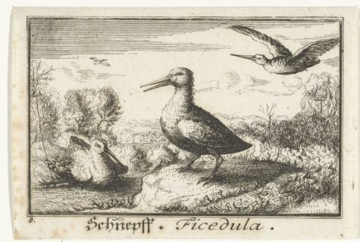 Landscape with three snipes