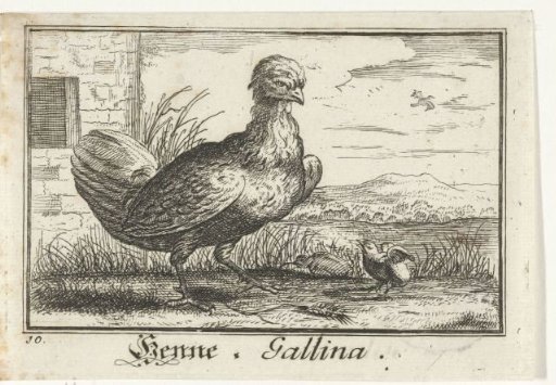 Hen with a chick