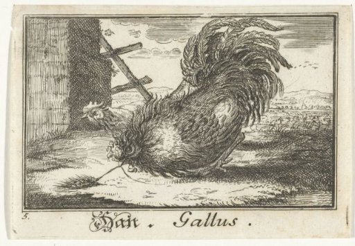 Rooster with a stalk of corn
