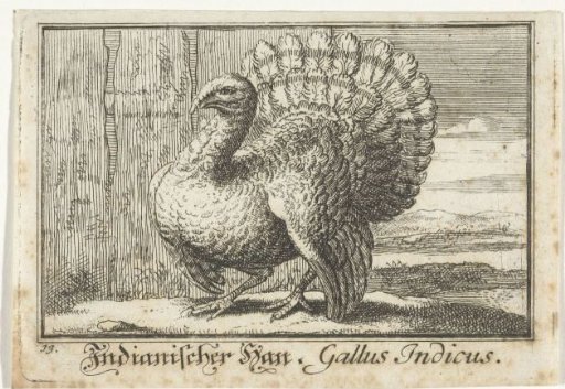 Landscape with a turkey