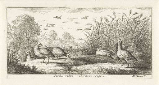 Landscape with red partridges