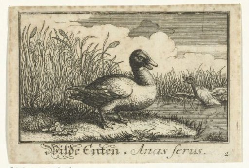 Landscape with a wild duck