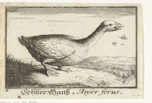 Landscape with a wild goose