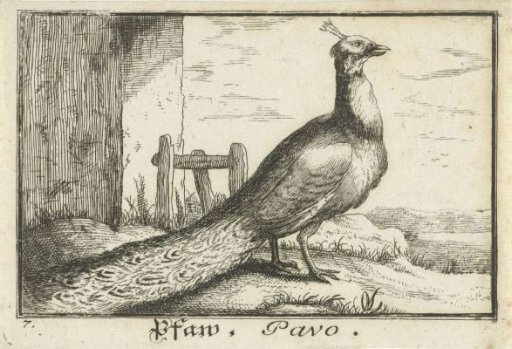 Landscape with a peacock