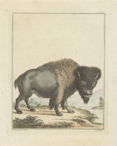 Bison