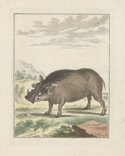 African Bushpig