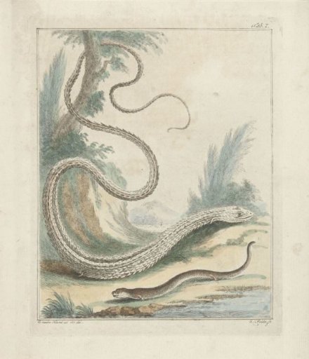 Skink and Worm Lizard