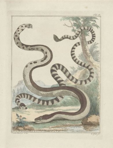 Flat-tailed Snakes