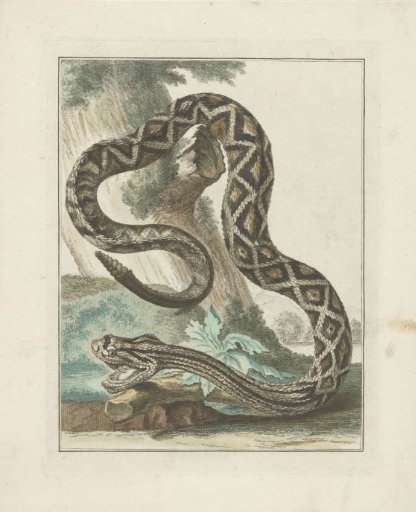 South American Rattlesnake (Crotalus durissus)